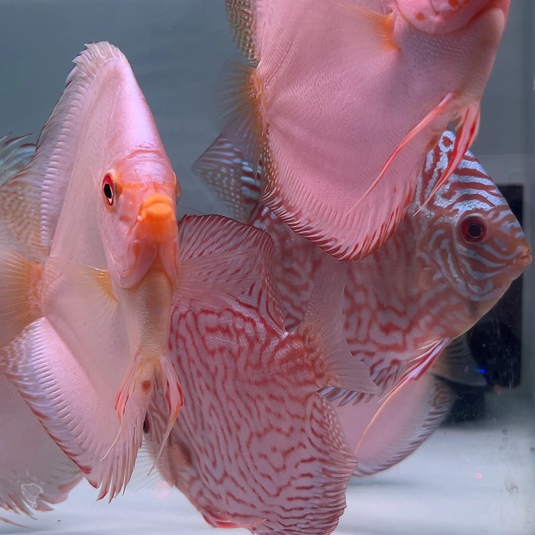 b***！6-7云山雪豹2条精选