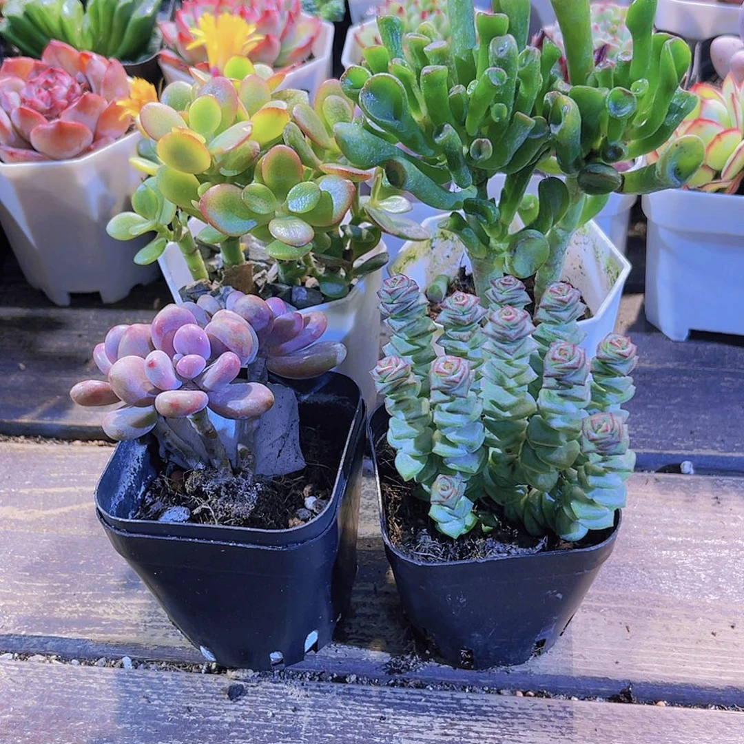 发大财套餐1111111111111111