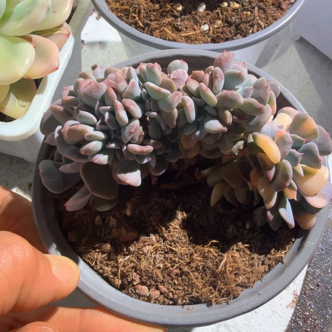 雪精灵  锦上园艺一物一拍