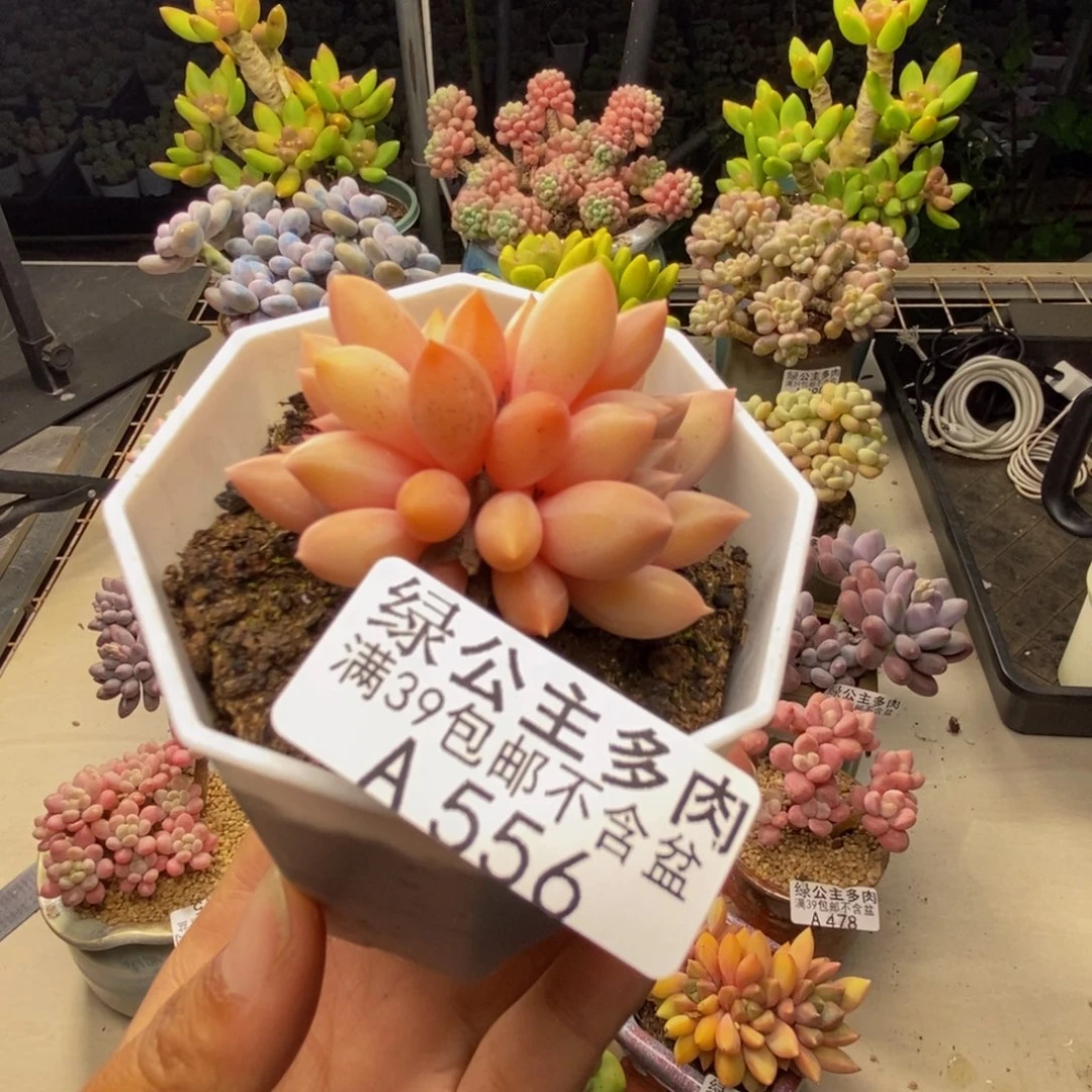 556车厘子多肉5c m