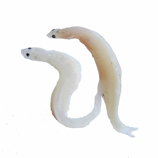 【金港】渤海湾鲜活 面条鱼 1斤 锁鲜发货 保鲜非冻货