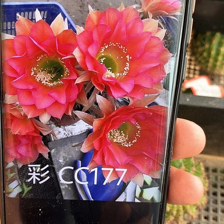 彩 CC177 /侧芽歪20包邮/