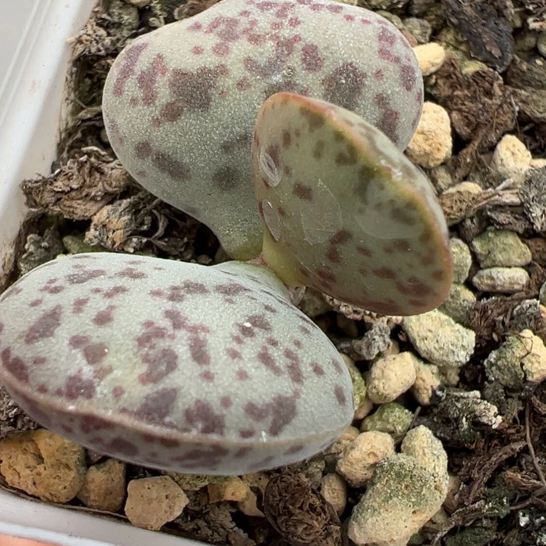 福利款花蛋单头纯木质桩