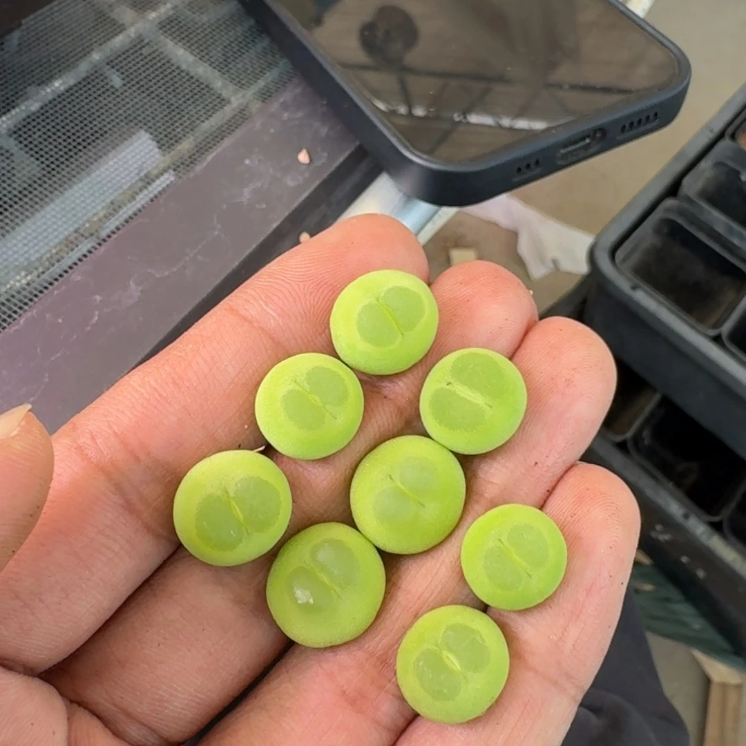 泡****?云缦精品番杏16.8