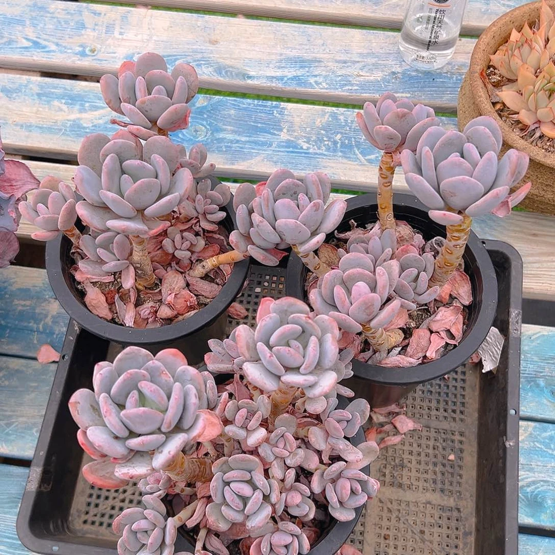 圆叶灰姑娘，满18包邮