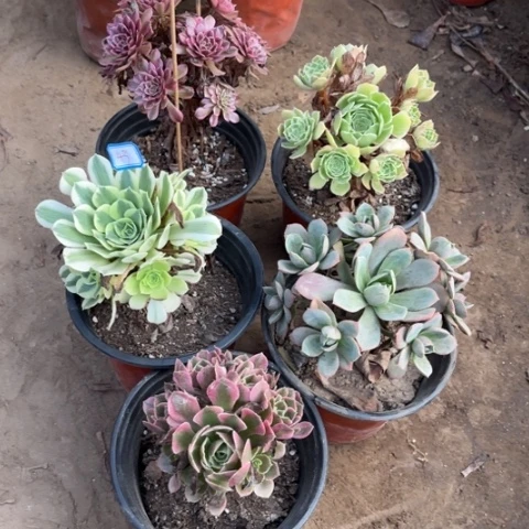 043多肉植物组合，