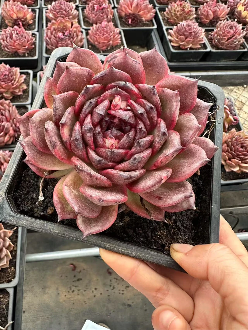 15#停播宠粉玫瑰（糖心版）多肉植物    前男友精品多肉