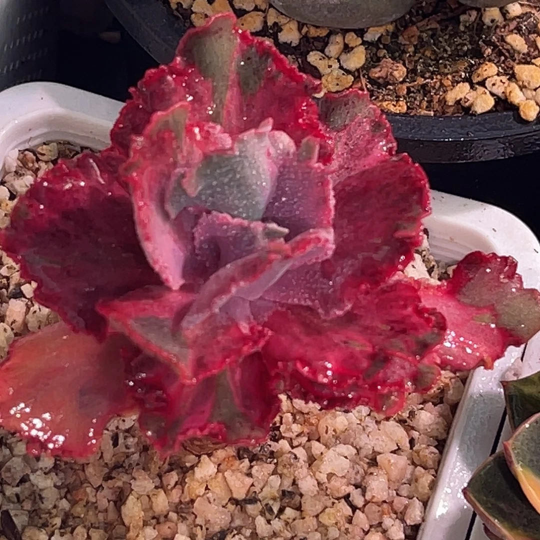 尚品园艺福利锦紫蕾丝老桩