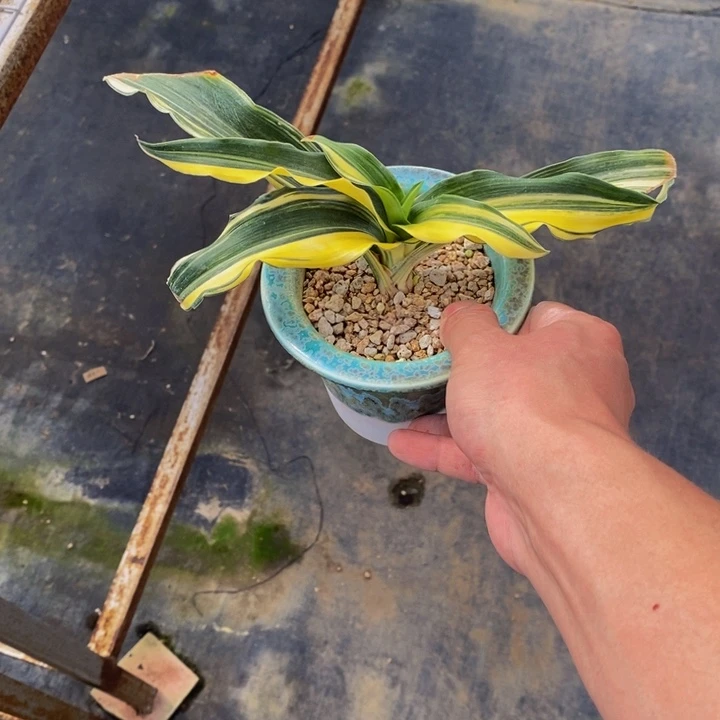 智***翟j h h h h h