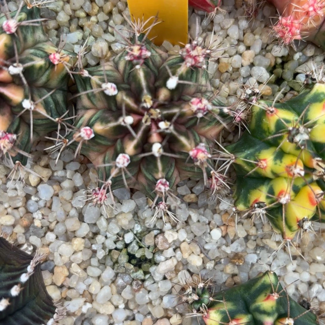 155-1211泰国发货多肉