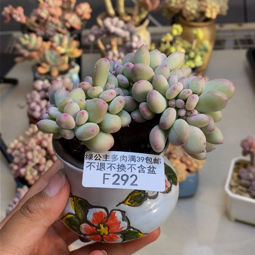 292苹果奶四代缀多肉7c m