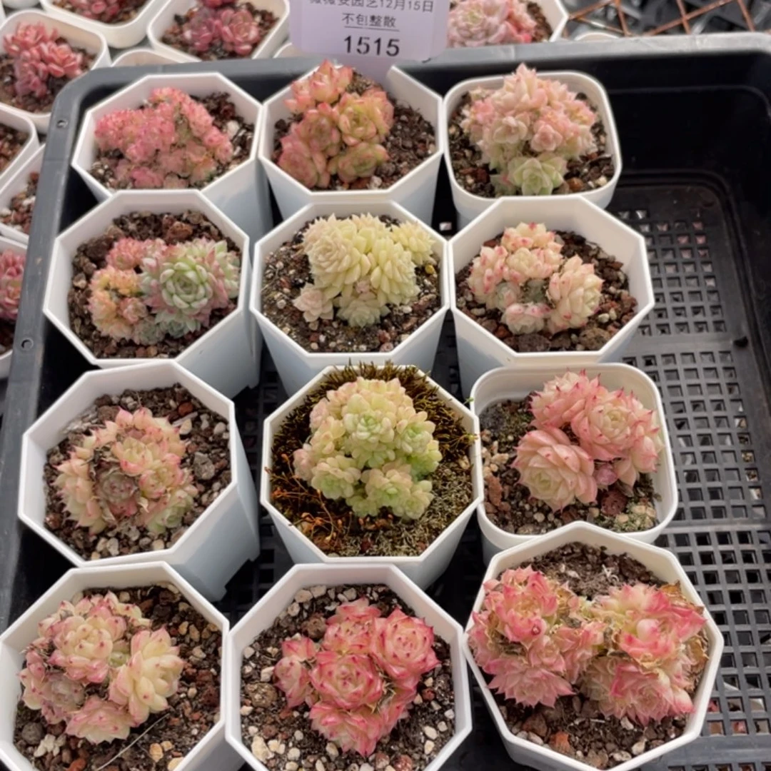 不包整散 盆子不售后1515