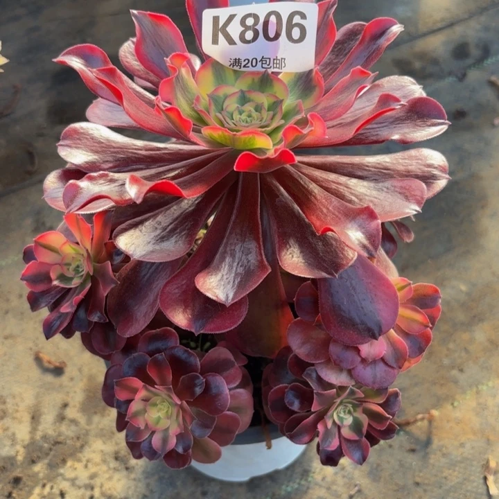 瑞妈多肉园艺。806.
