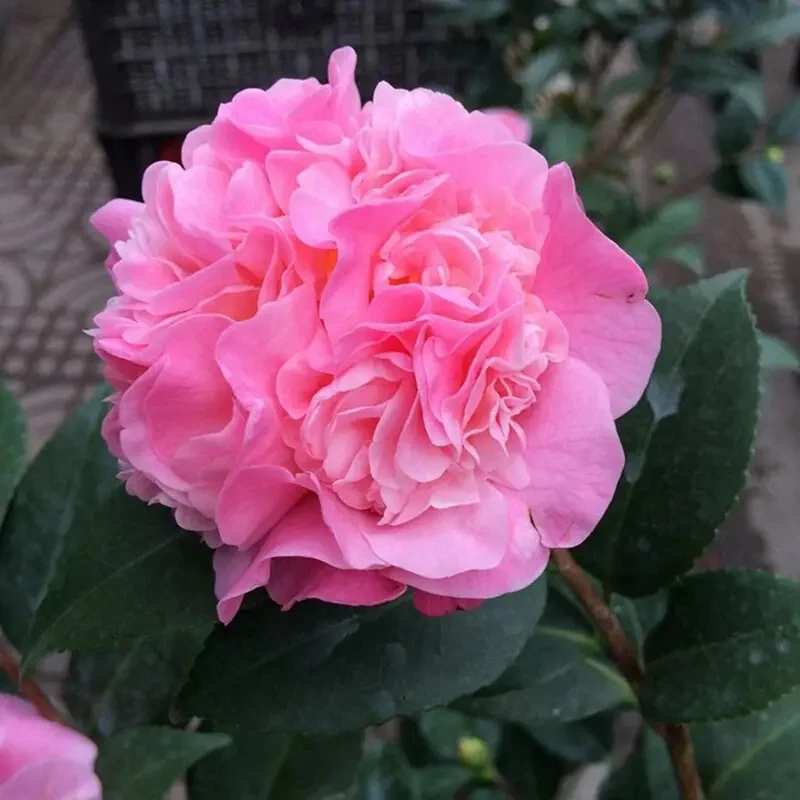 香妃茶花树苗盆栽浓香型植物带花苞庭院室内四季长青满树花苞家庭