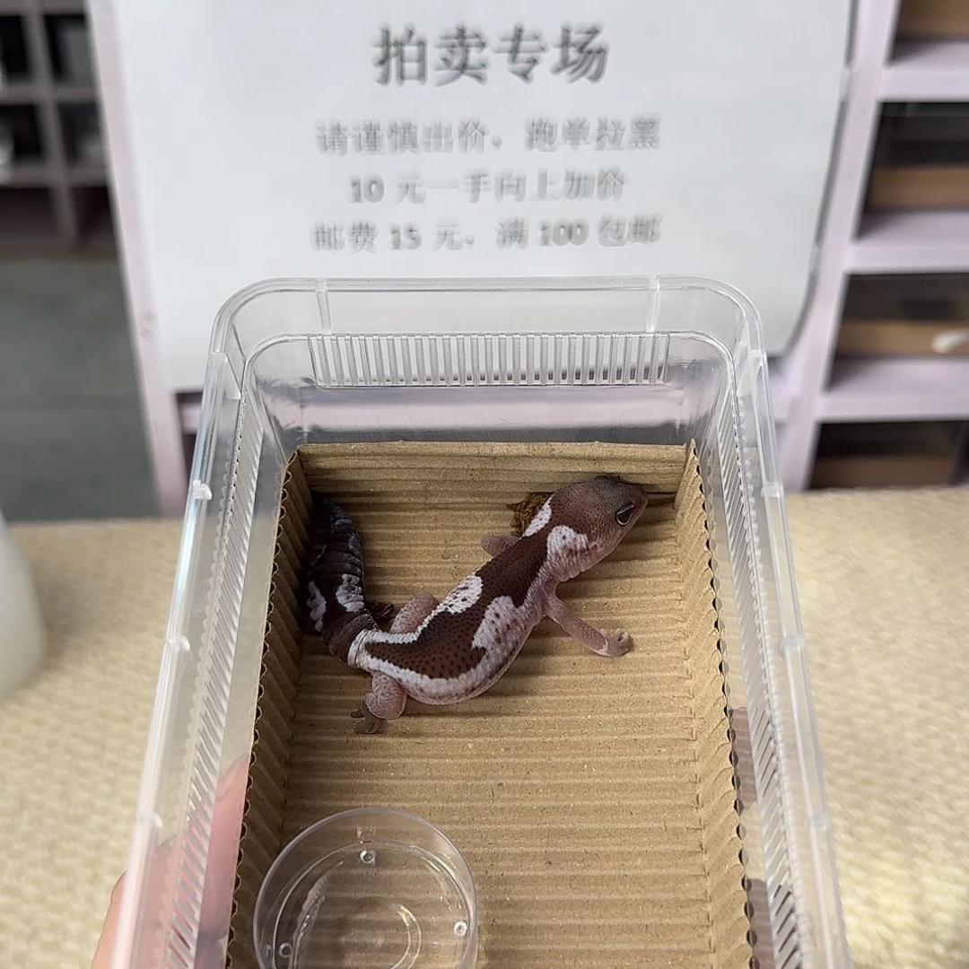 肥尾守宫奥祖 妹妹