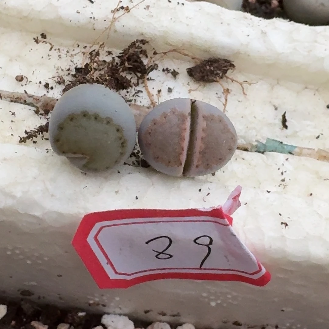 l***n89多肉哈哈哈哈哈哈