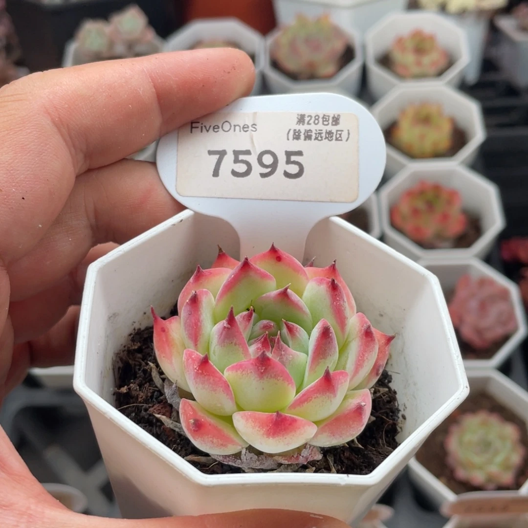 吉娃娃7595-4.5厘米