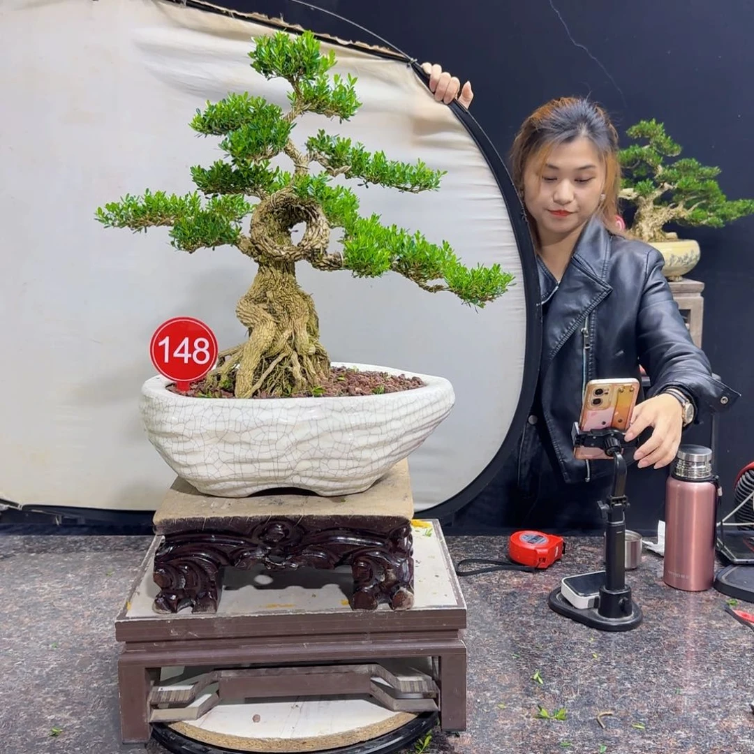 当前无花朵，栽培后可花朵