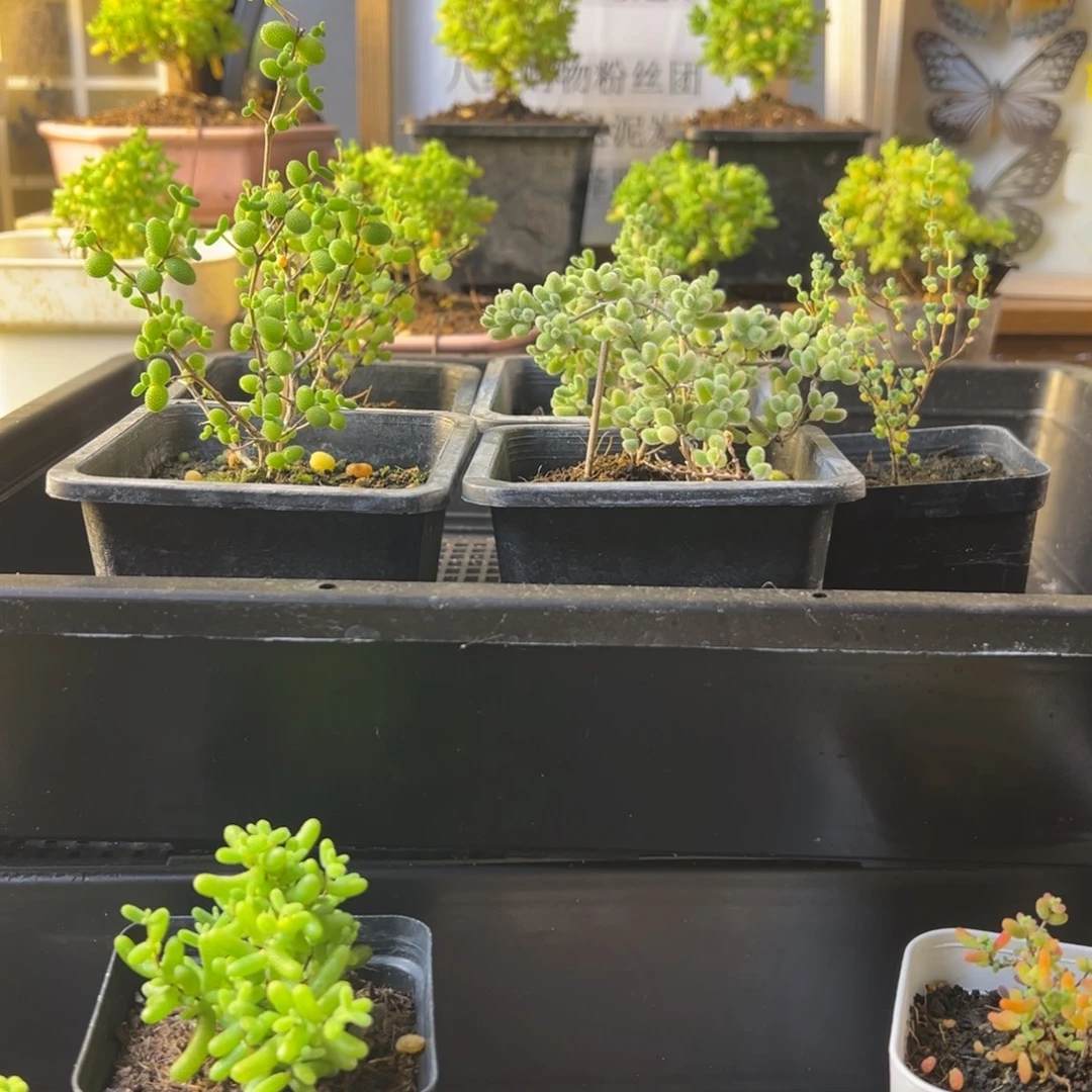 枝干番杏多肉植物422