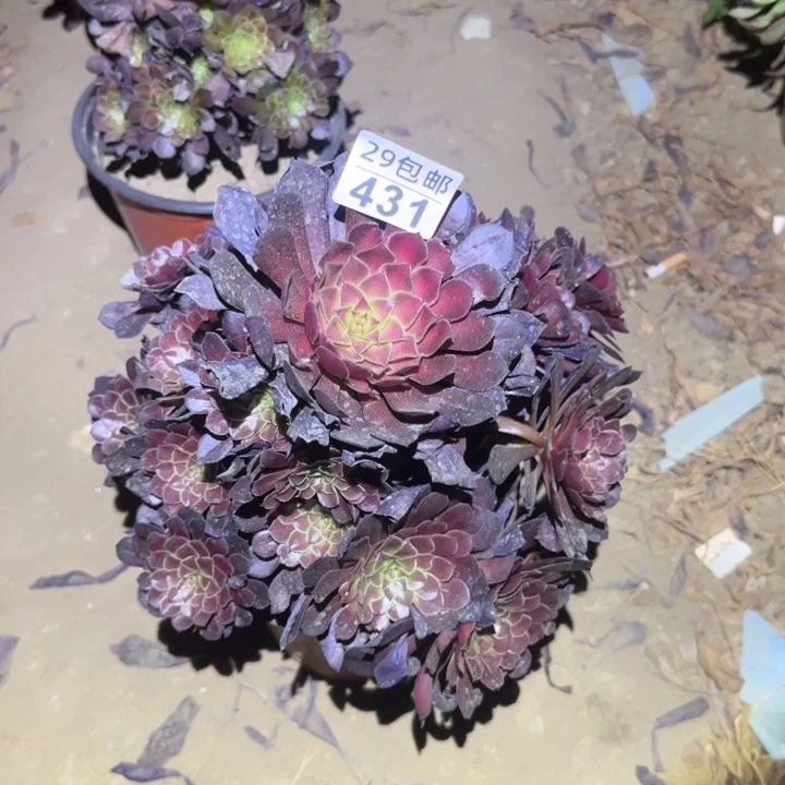 黑铜鼓中班。不包断枝……