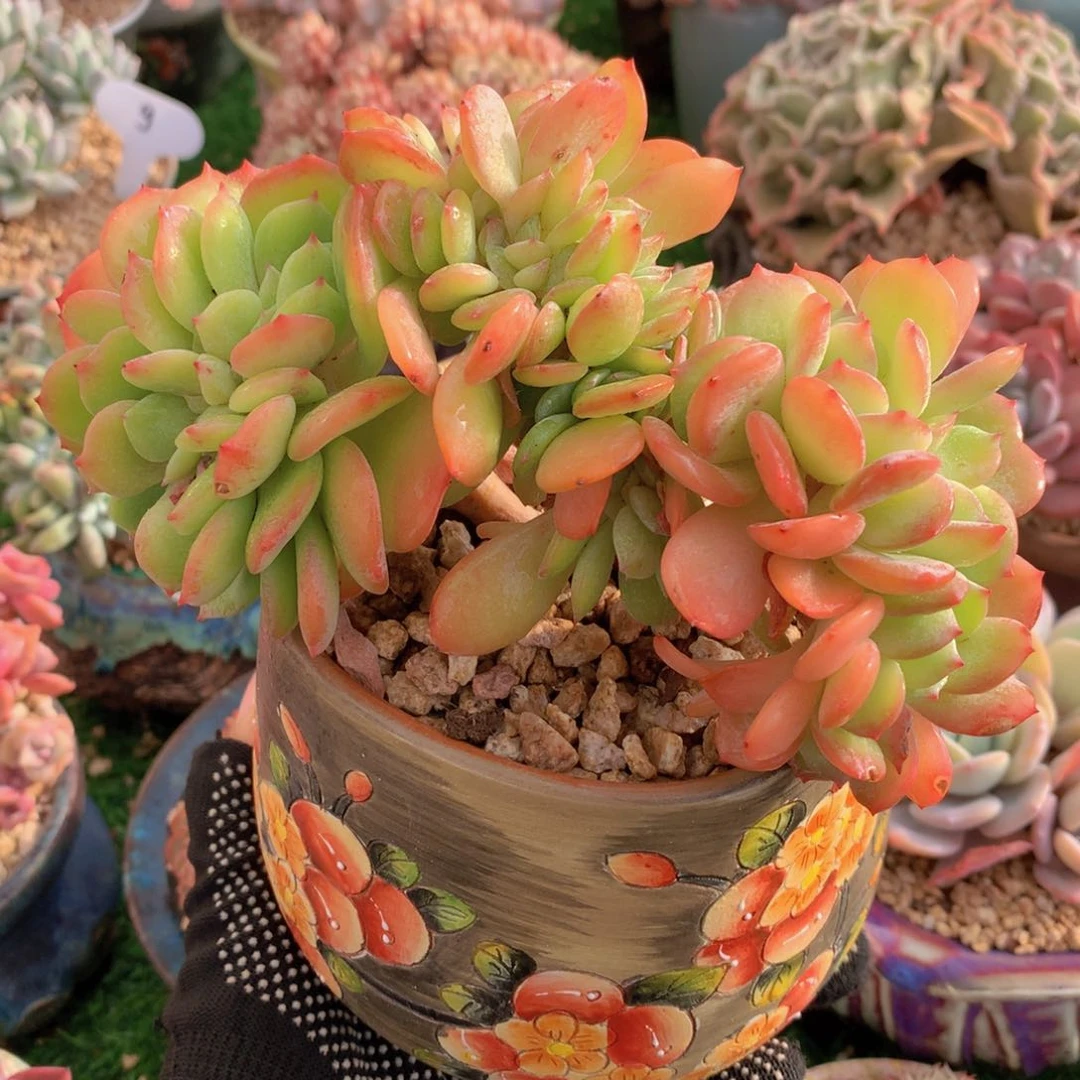 雪芙缀16公分一物一拍