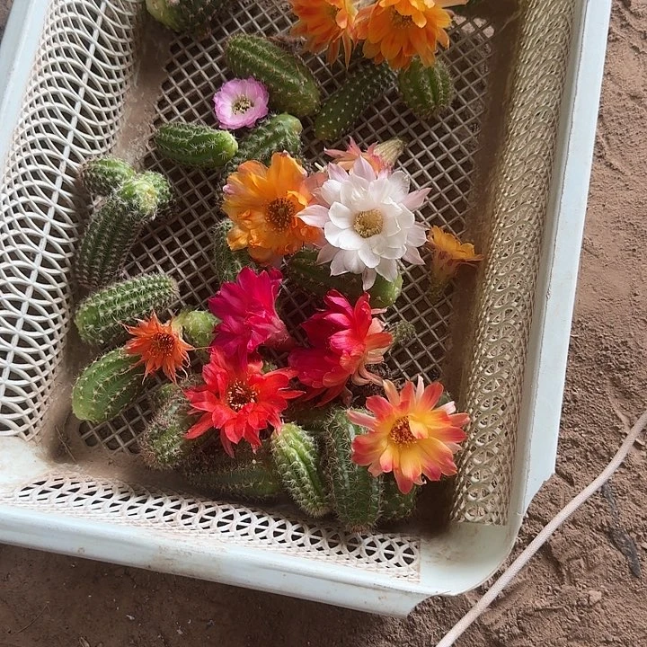 白檀侧芽18个品种不写名字