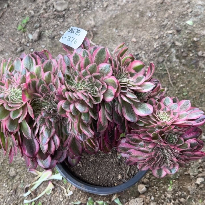 倾城缀多肉植物376