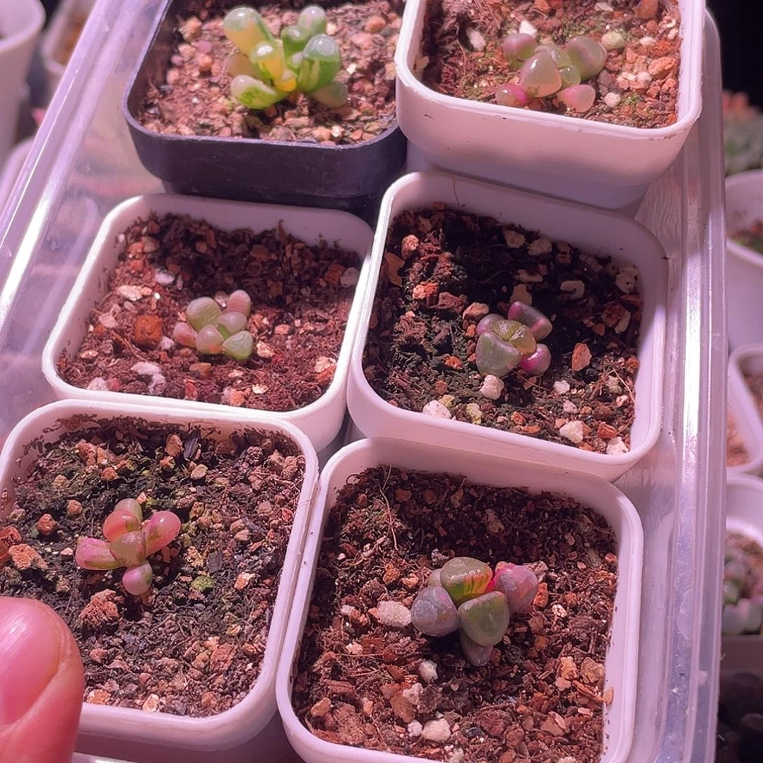 五十玲玉锦特价包邮