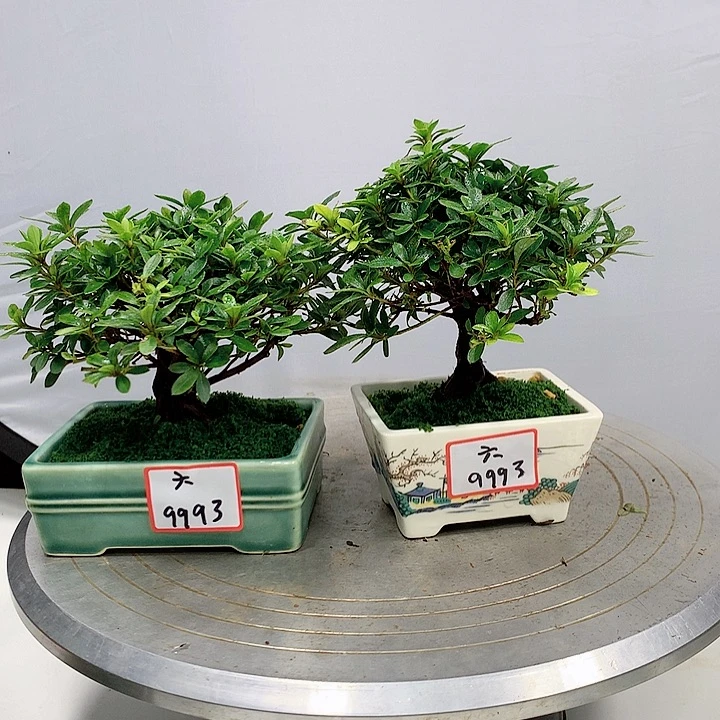 三醋酯纤维六****傅