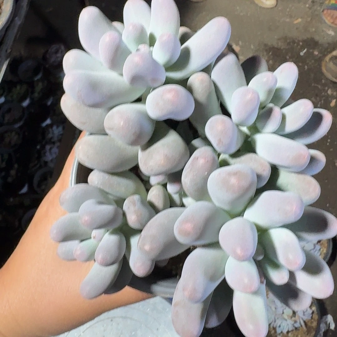 米可奶酪保证版6头无砍