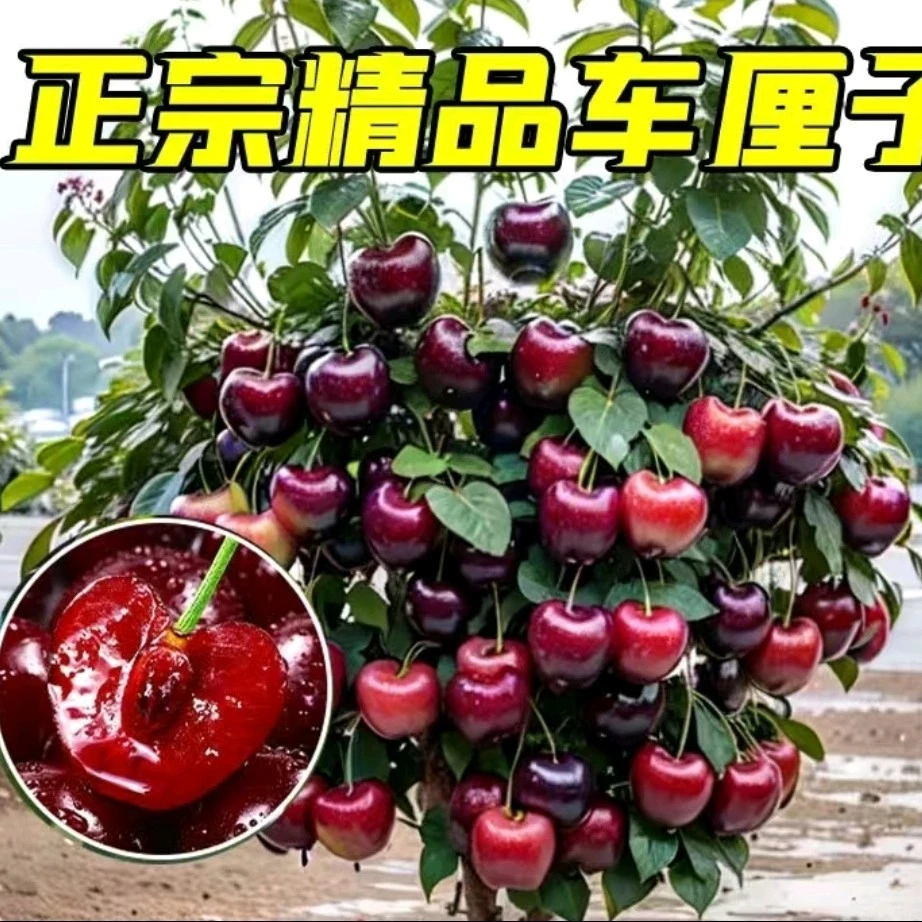 （修剪不带叶）车厘子树苗南北方地栽矮化嫁接特大樱桃果树苗盆栽