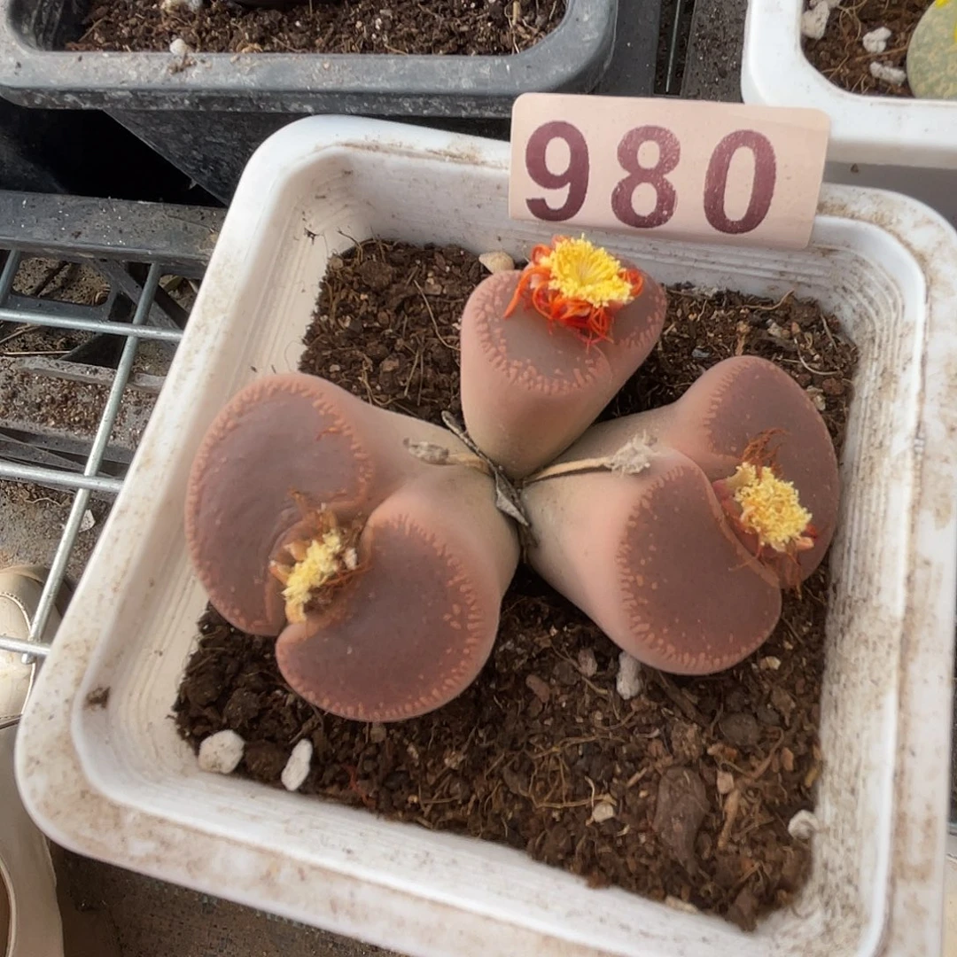 生石花一颗980～生石花