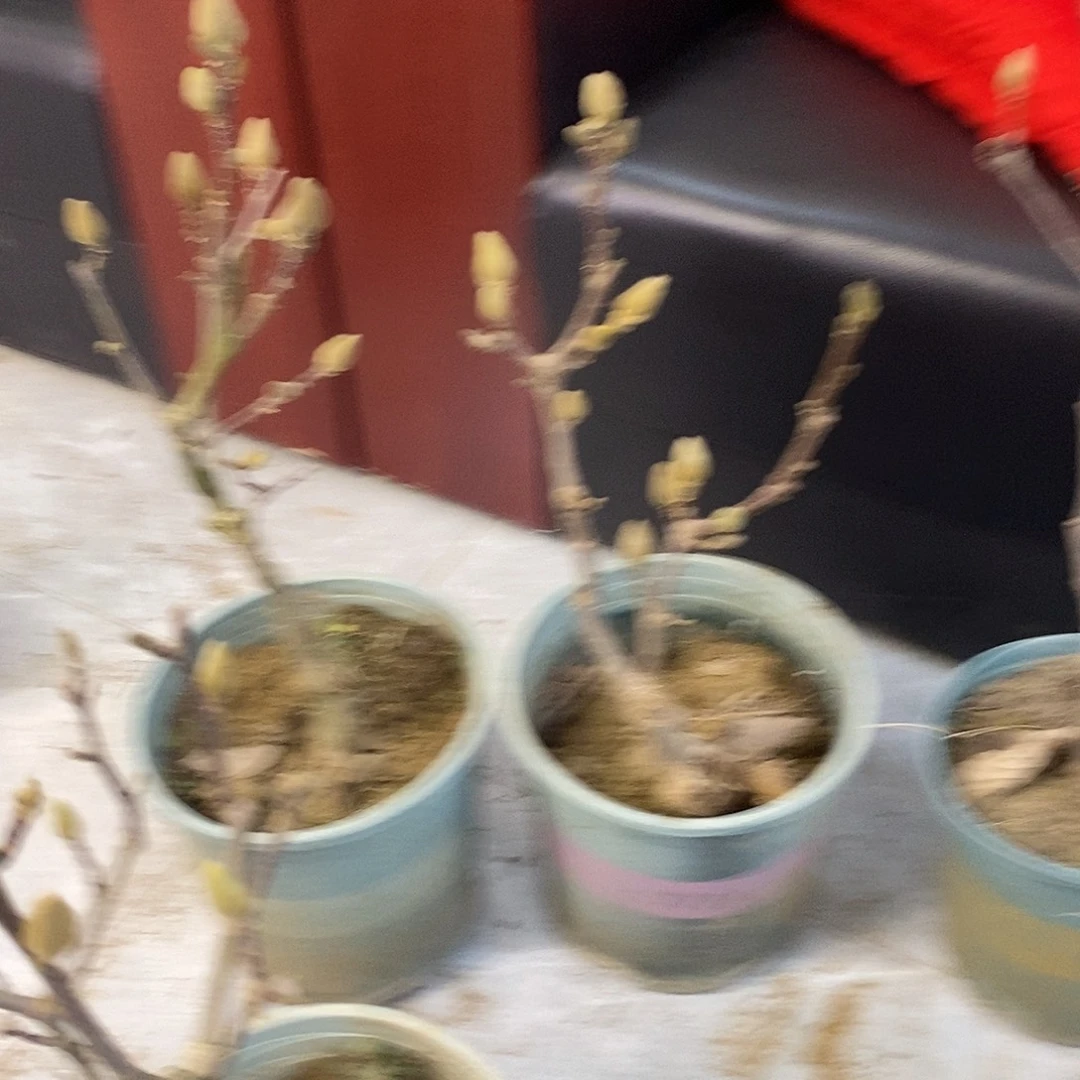 无花朵玉兰基地直发