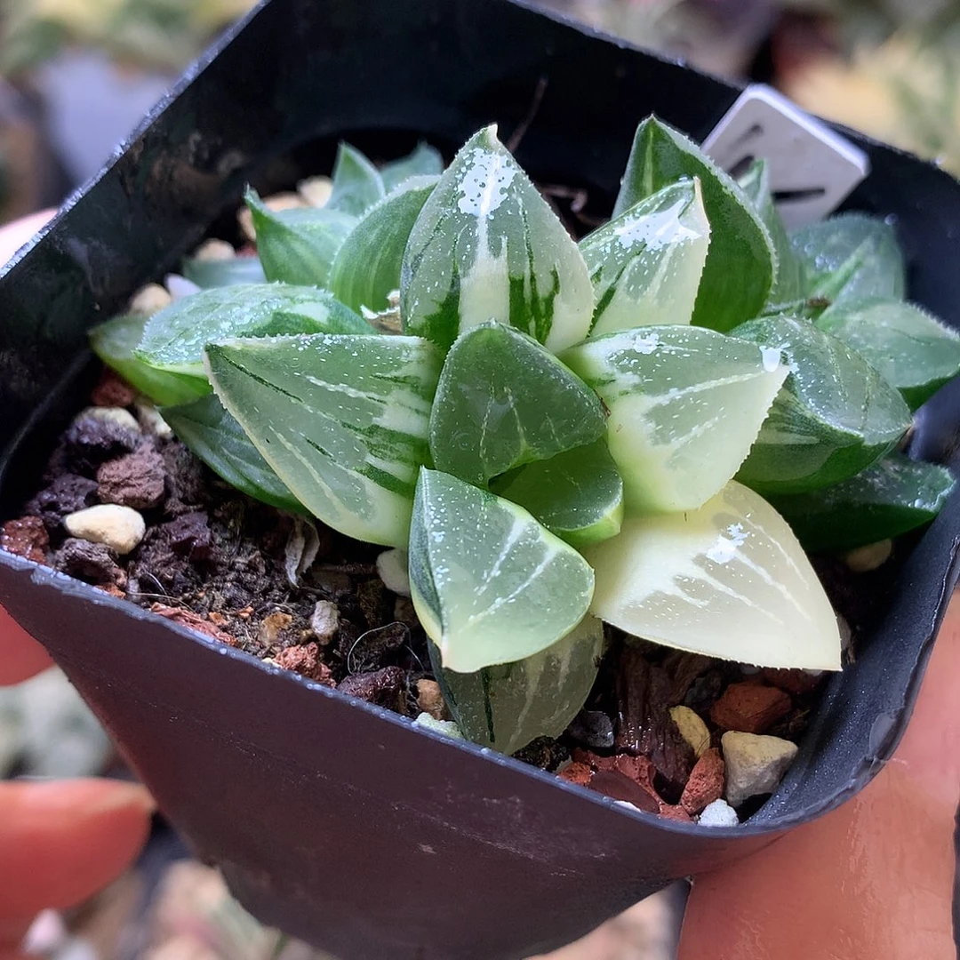 实生寿锦带盆土发货loo