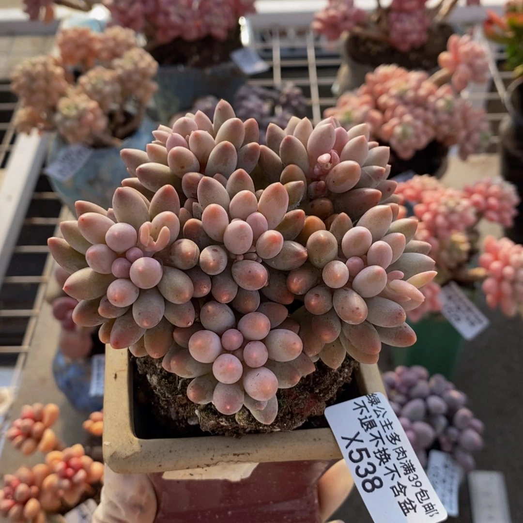 婴儿手指538/8c m