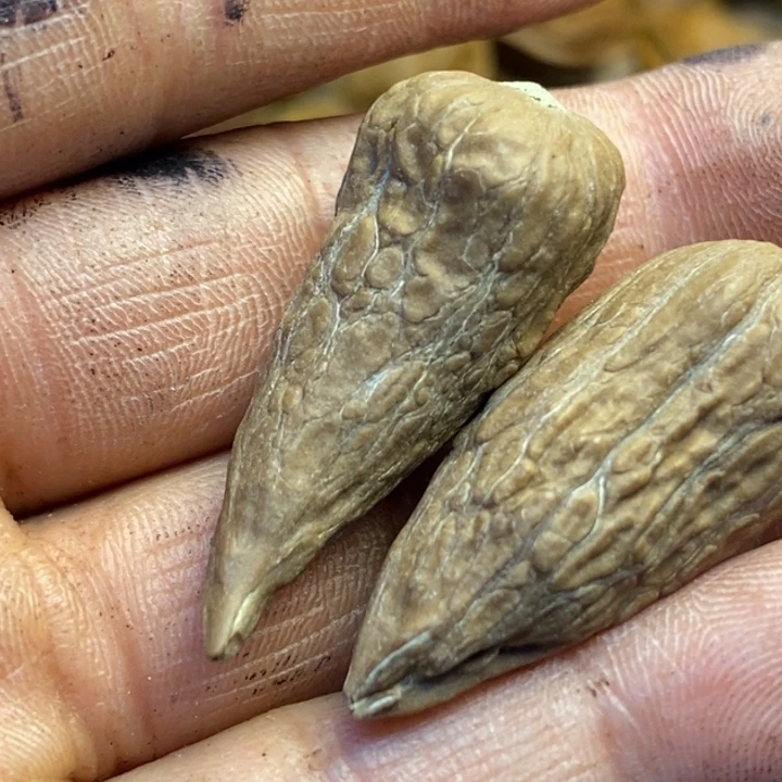 吊坠文玩核桃娜姐245