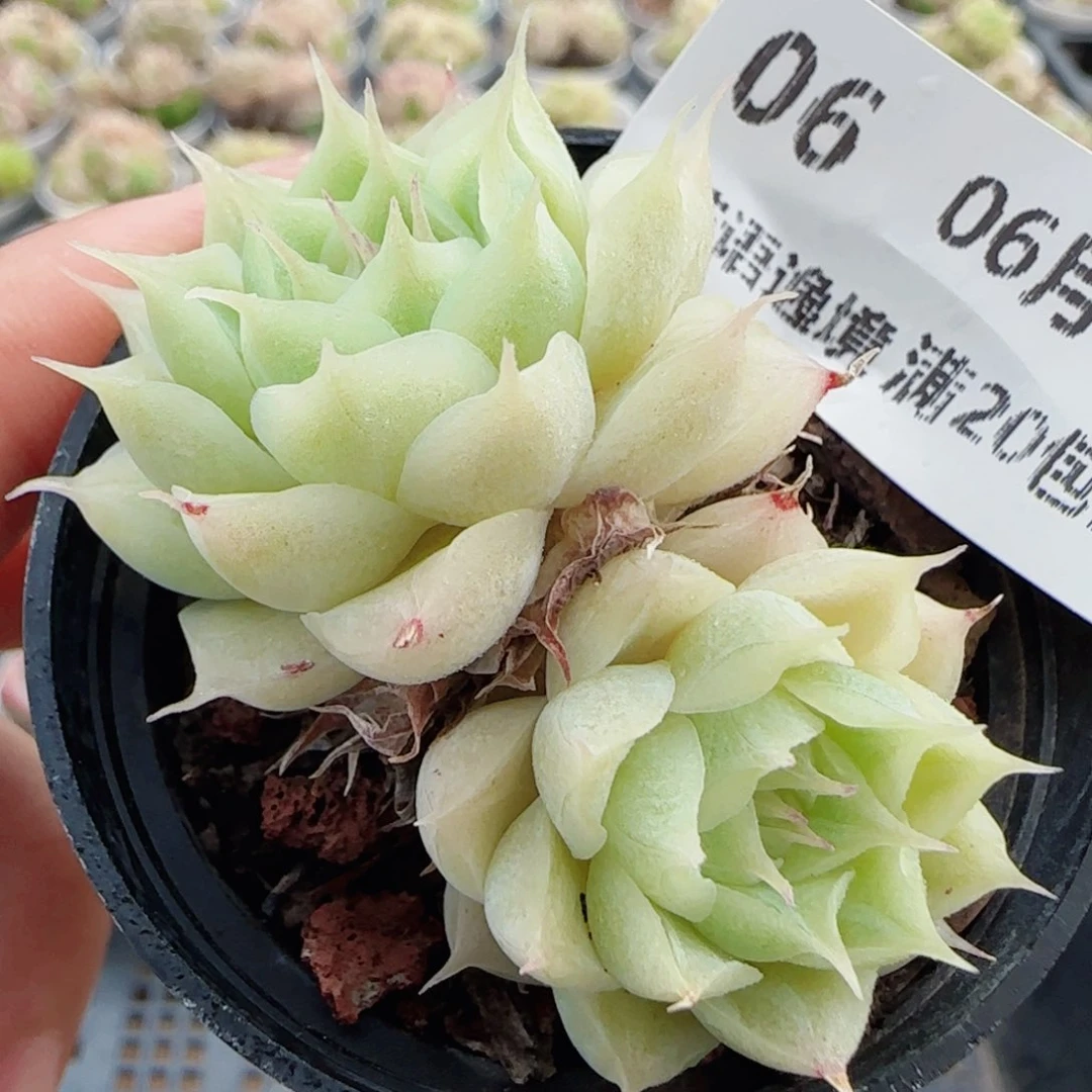花语逸镜0601-06