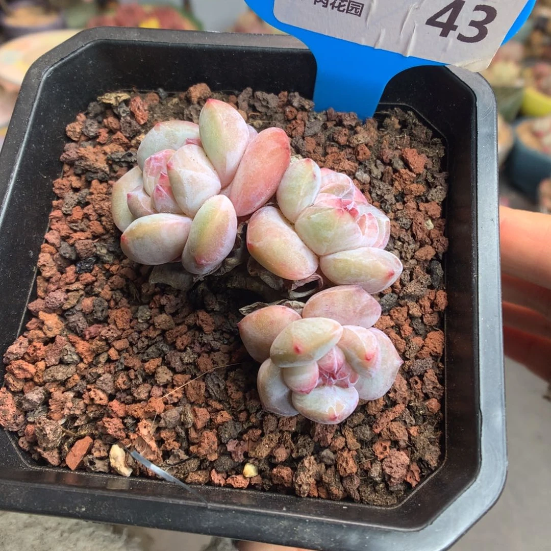 43三头石榴籽星影多肉