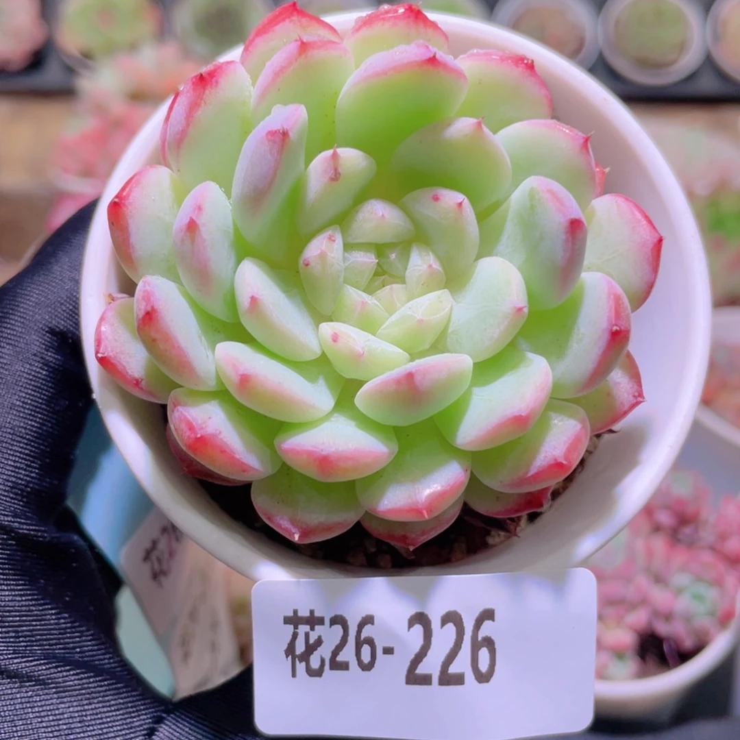 花利美26-226新品