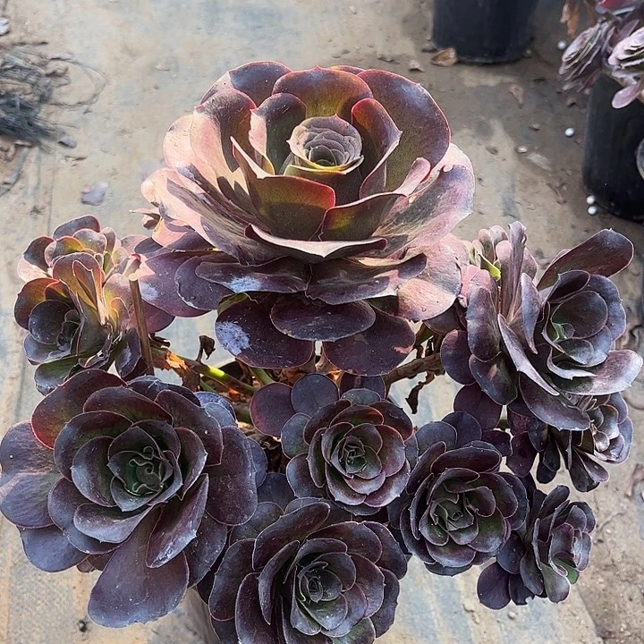 瑰金玫瑰多肉植物50