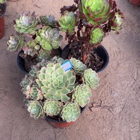 383多肉植物组合，