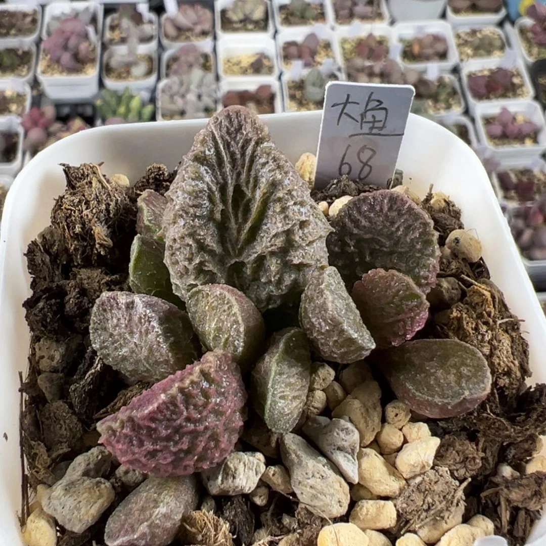 大鱼海棠多肉植物水泡