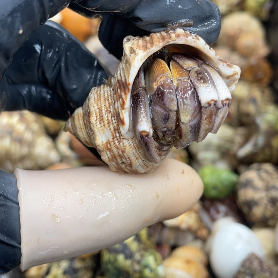 不退不换活体宠物164