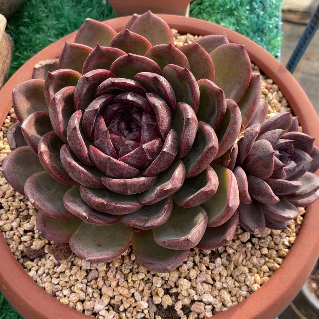 多肉植物盆栽多肉