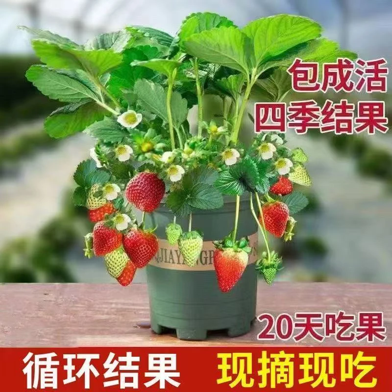 奶油大草莓秧苗盆栽地栽四季庭院种植南方北方南阳台种植带花带果