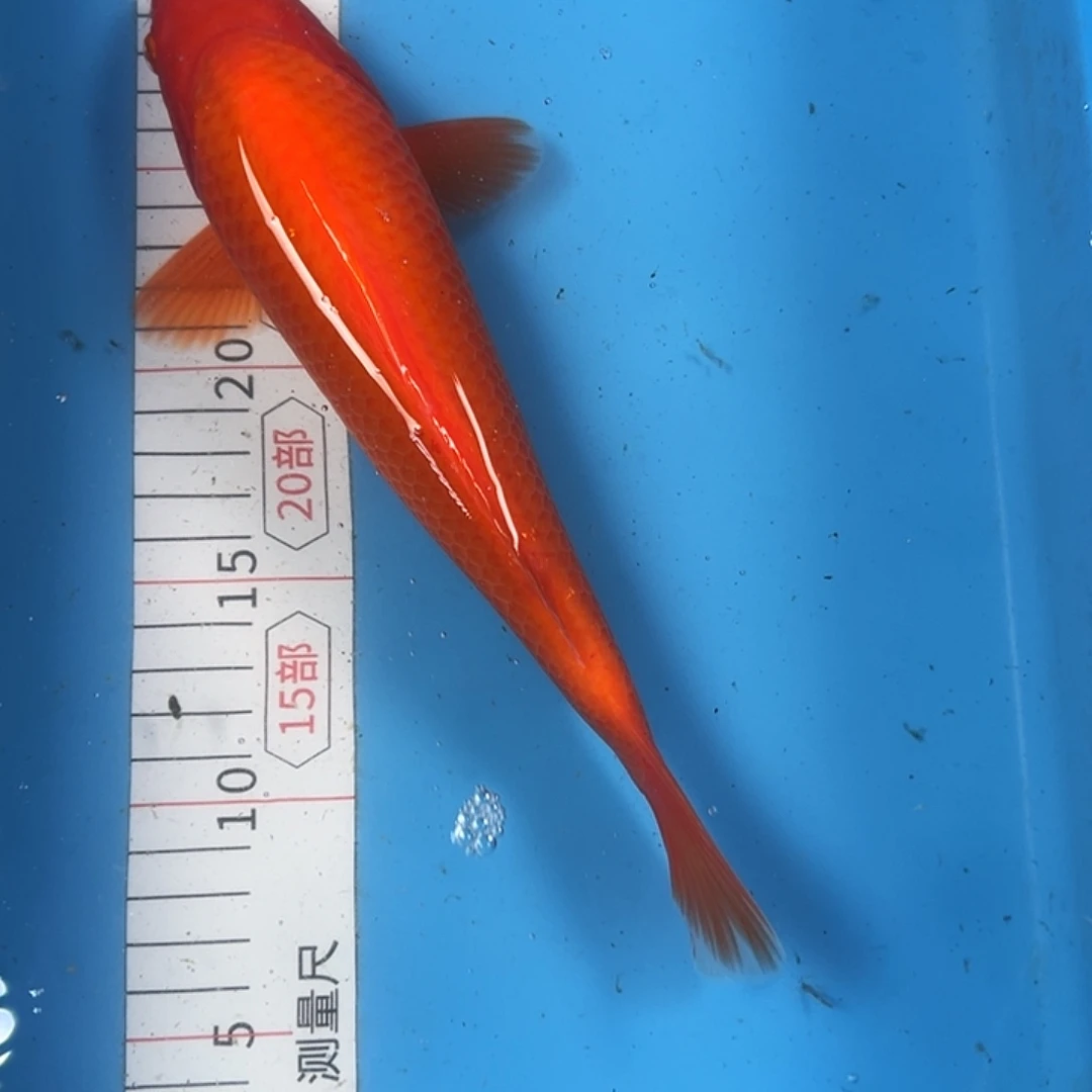 锦鲤血统锦鲤养殖