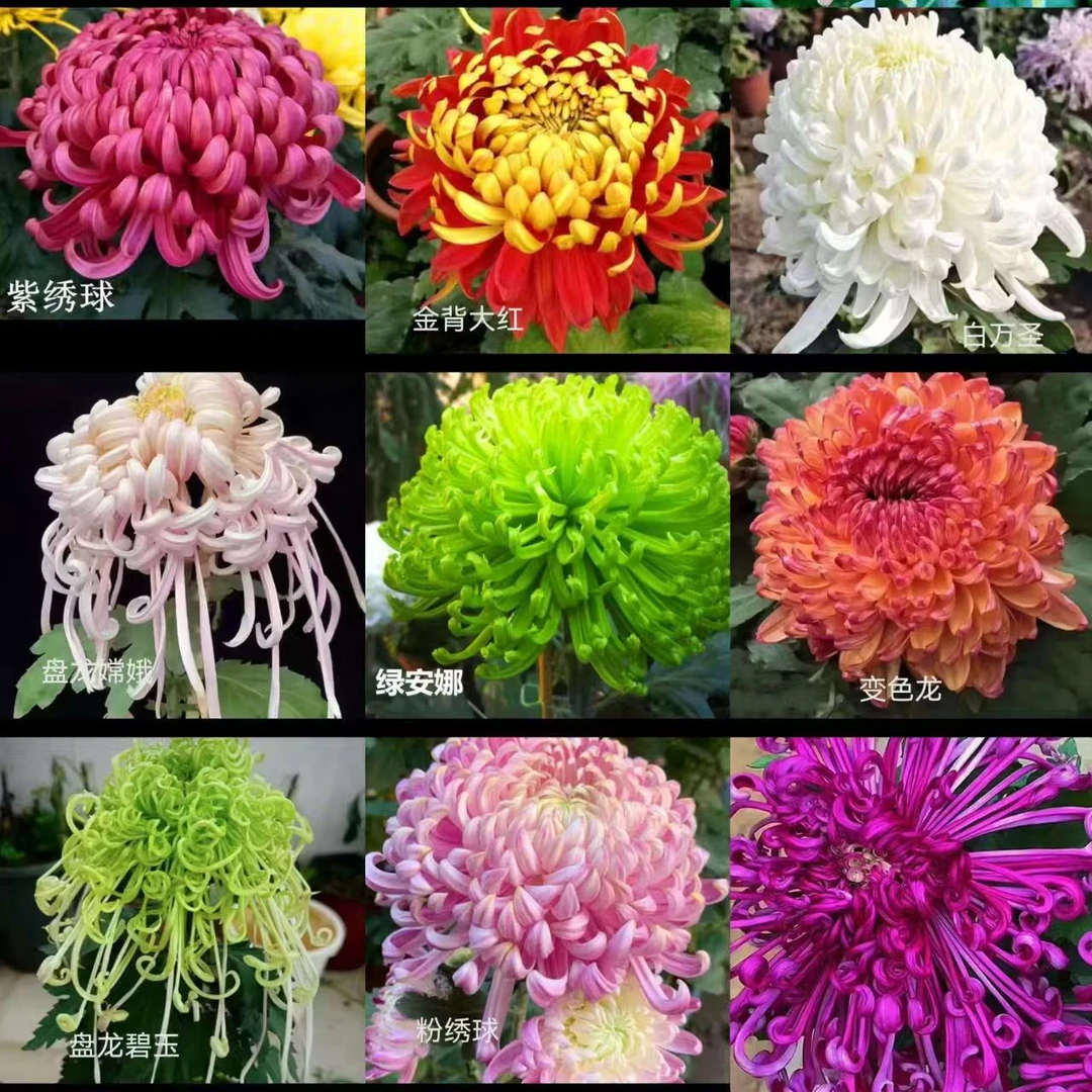 【精品】大菊阳台地栽庭院耐寒耐热