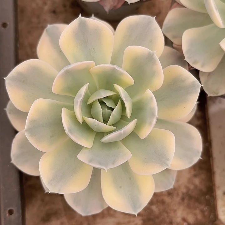 卢氏锦两颗（拍满18包邮）