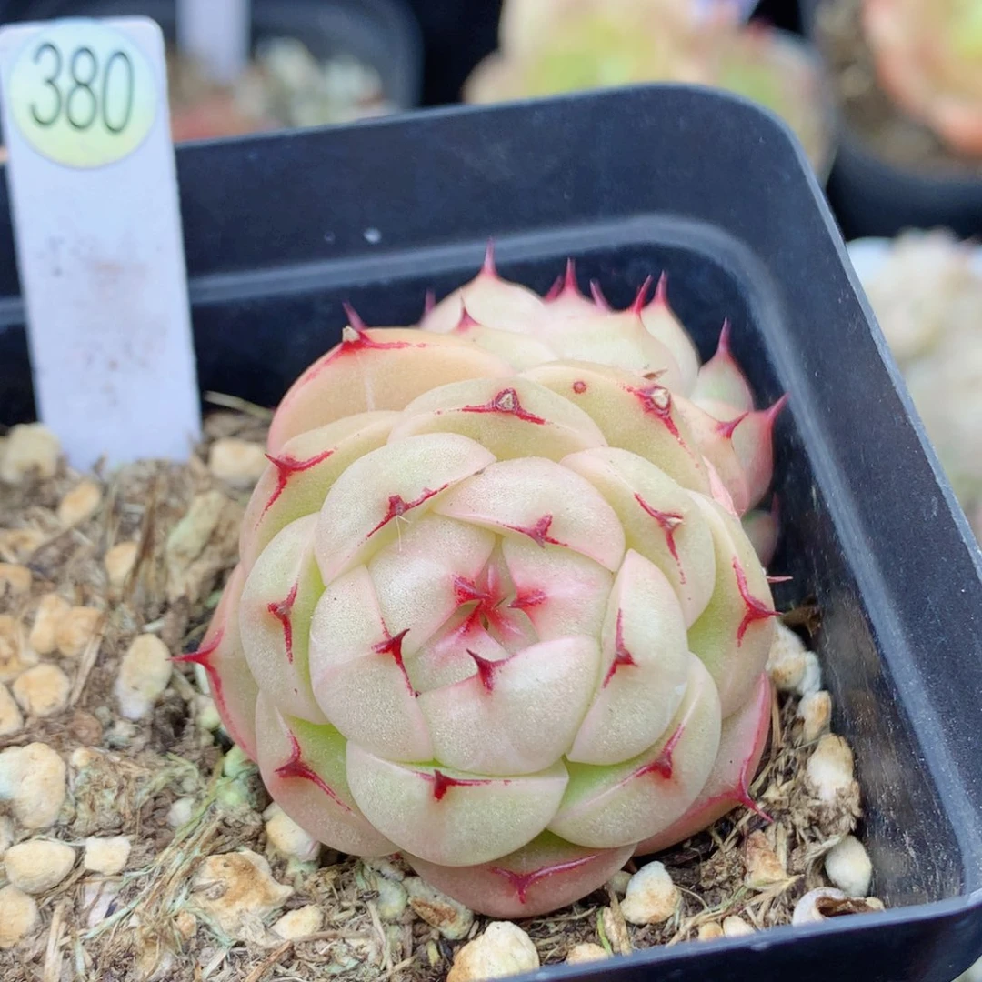 麦秆58包邮  群生不包整380