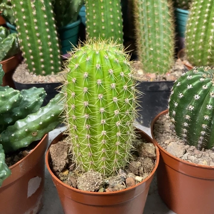 仙人球金妞时光自根一个